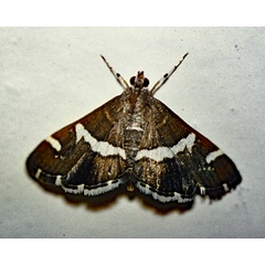 /filer/webapps/moths/media/images/R/recurvalis_Spoladea_A_Roland_01.jpg