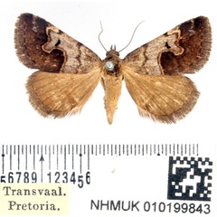 /filer/webapps/moths/media/images/A/arvorum_Baniana_AM_BMNH_01.jpg
