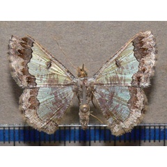 /filer/webapps/moths/media/images/E/euerces_Zamarada_A_Goff_01.jpg