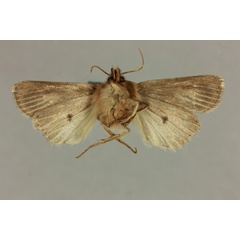 /filer/webapps/moths/media/images/C/chojnackii_Dorstiana_HT_MNHN_02.jpg