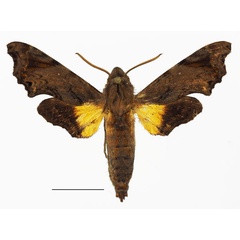 /filer/webapps/moths/media/images/L/leptis_Temnora_AM_Basquin_02a.jpg