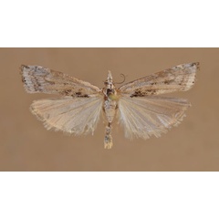 /filer/webapps/moths/media/images/S/sparsellus_Crambus_A_Butler.jpg