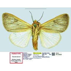 /filer/webapps/moths/media/images/B/barnsi_Tamsita_PTM_RMNH.jpg