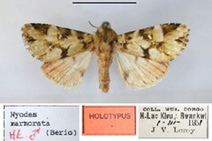 Nyodes marmorata