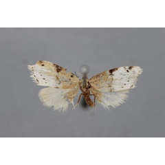 /filer/webapps/moths/media/images/P/progonia_Nola_HT_BMNH.jpg