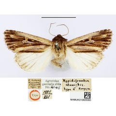 /filer/webapps/moths/media/images/A/atavistis_Aspidifrontia_HT_BMNH.jpg