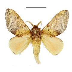 /filer/webapps/moths/media/images/E/extenuata_Hypotrabala_HT_ANHRT.jpg