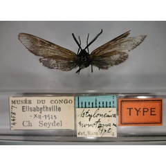 /filer/webapps/moths/media/images/M/monotona_Astyloneura_HT_RMCA_01.jpg