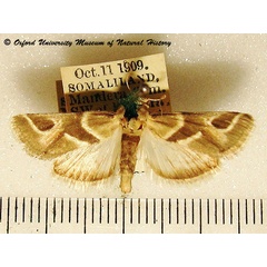 /filer/webapps/moths/media/images/O/ornata_Hypotia_AM_OUMNH_02.jpg