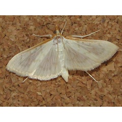 /filer/webapps/moths/media/images/T/testalis_Hodebertia_A_Goff_01.jpg