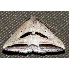 /filer/webapps/moths/media/images/P/proclinata_Loxioda_A_Braun_09.jpg