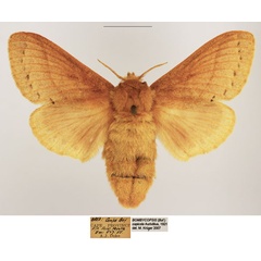 /filer/webapps/moths/media/images/C/capicola_Bombycopsis_AF_TMSA.jpg