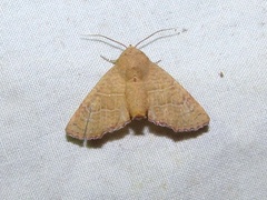 /filer/webapps/moths/media/images/P/polychorda_Eutelia_A_Goff_02.jpg