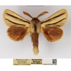 /filer/webapps/moths/media/images/I/insignis_Anchirithra_AM_NHMUK.jpg