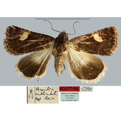 /filer/webapps/moths/media/images/S/sublimbata_Acontia_HT_MNHN.jpg