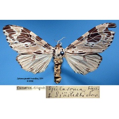 /filer/webapps/moths/media/images/S/sjostedti_Spilosoma_HT_SNHMa.jpg