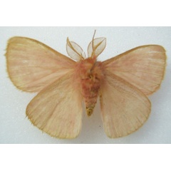 /filer/webapps/moths/media/images/A/aurivillii_Decachorda_HT_NHMUKb.jpg