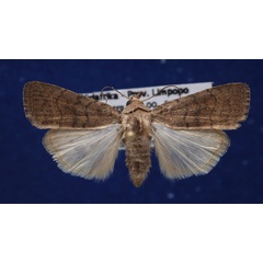 /filer/webapps/moths/media/images/P/pigra_Athetis_A_Schellhorn.jpg