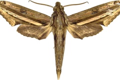 Centroctena rutherfordi