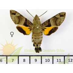 /filer/webapps/moths/media/images/S/sitiene_Macroglossum_AF_SMCR_02.jpg