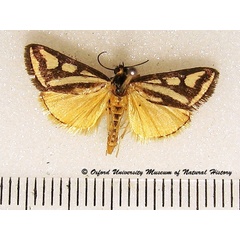 /filer/webapps/moths/media/images/V/venustalis_Loxostege_A_OUMNHa_01.jpg