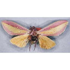 /filer/webapps/moths/media/images/A/afra_Leucophlebia_PLTM_MfN_01.jpg