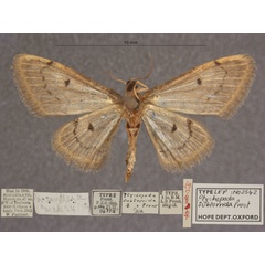 /filer/webapps/moths/media/images/S/subtorrida_Idaea_HTF_OUMNHb_01.jpg