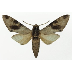 /filer/webapps/moths/media/images/J/jordani_Pantophaea_AF_Basquin_02.jpg