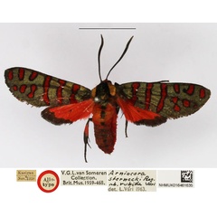 /filer/webapps/moths/media/images/S/sternecki_Arniocera_A_NHMUK_04.jpg
