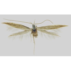 /filer/webapps/moths/media/images/N/nyangae_Coleophora_HT_MfN.jpg