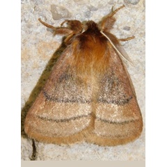 /filer/webapps/moths/media/images/T/trilineata_Cyrtojana_A_Grobler_p63nSCd.jpeg