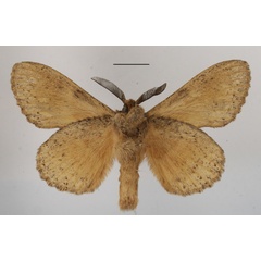 /filer/webapps/moths/media/images/C/chanleri_Metajana_AM_MGCLb_01.JPG