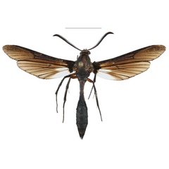 /filer/webapps/moths/media/images/M/melas_Pseudodelta_HT_SMNSa.jpg
