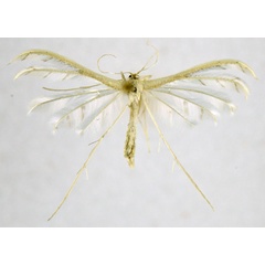 /filer/webapps/moths/media/images/C/ceraunia_Pterophorus_A_NHMO_02.jpg