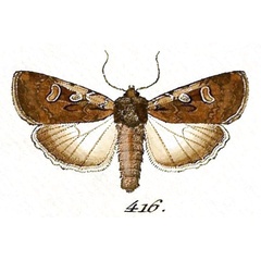 /filer/webapps/moths/media/images/R/ruris_Euxoa_Hubner_416.jpg