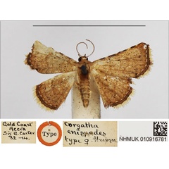 /filer/webapps/moths/media/images/E/enispodes_Corgatha_STF_NHMUK.jpg