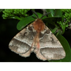 /filer/webapps/moths/media/images/V/variegata_Poloma_A_DeBeer.jpg