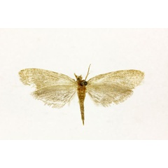 /filer/webapps/moths/media/images/B/byrseis_Melasina_STF_RMCA.jpg