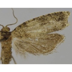 /filer/webapps/moths/media/images/V/valvalobata_Megaherpystis_HT_Trematerra.jpg