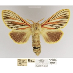 /filer/webapps/moths/media/images/N/nigrolineata_Grammodora_AF_TMSA_02.jpg