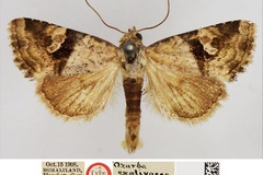 Aconzarba exolivacea