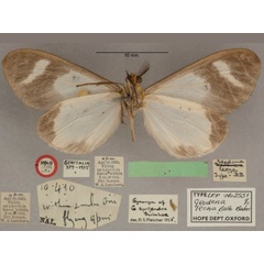 /filer/webapps/moths/media/images/L/leona_Geodena_HTF_OUMNHb_01.jpg