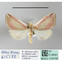 /filer/webapps/moths/media/images/R/roseocincta_Honeyiana_A_MGCLa_01.JPG