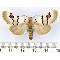 /filer/webapps/moths/media/images/E/eumela_Diaphone_AF_BMNH.jpg