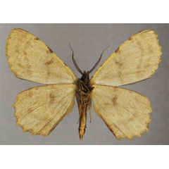 /filer/webapps/moths/media/images/C/cellularis_Colocleora_HT_ZSMb.jpg