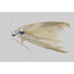 /filer/webapps/moths/media/images/A/amaurosella_Coleophora_HT_MfN.jpg