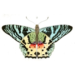 /filer/webapps/moths/media/images/R/rhipheus_Chrysiridia_Drury_23_2.jpg