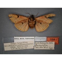 /filer/webapps/moths/media/images/W/wittei_Seirarctia_HT_RMCA_02.jpg