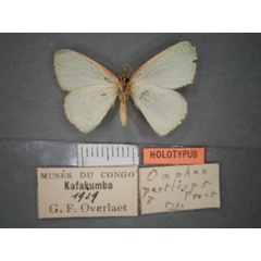 /filer/webapps/moths/media/images/P/particeps_Omphax_HT_RMCA_02.jpg