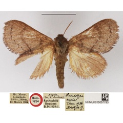 /filer/webapps/moths/media/images/M/miona_Pseudolyra_HT_NHMUK.jpg